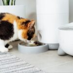 Automatic Pet Feeders That Can Ease Your Mind