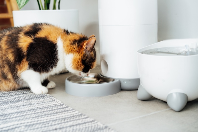 Automatic Pet Feeders That Can Ease Your Mind