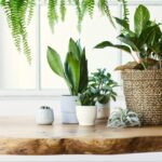 Breathe New Life Into Your Home with Indoor Plants