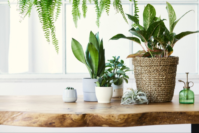 Breathe New Life Into Your Home with Indoor Plants