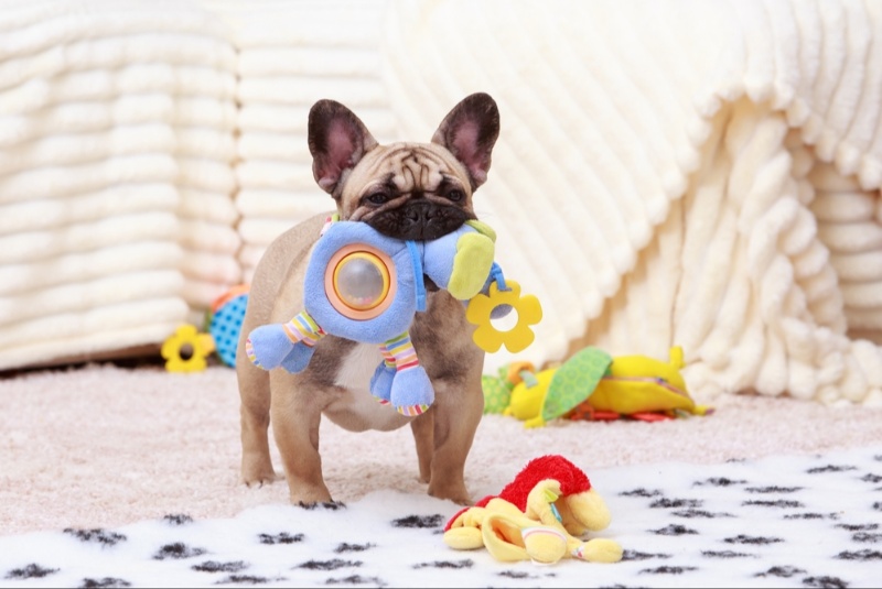 Pet Toys That’ll Last For More Than a Day