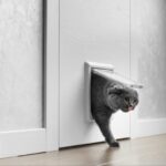 Should You Upgrade Your Door to Include a Pet Door?
