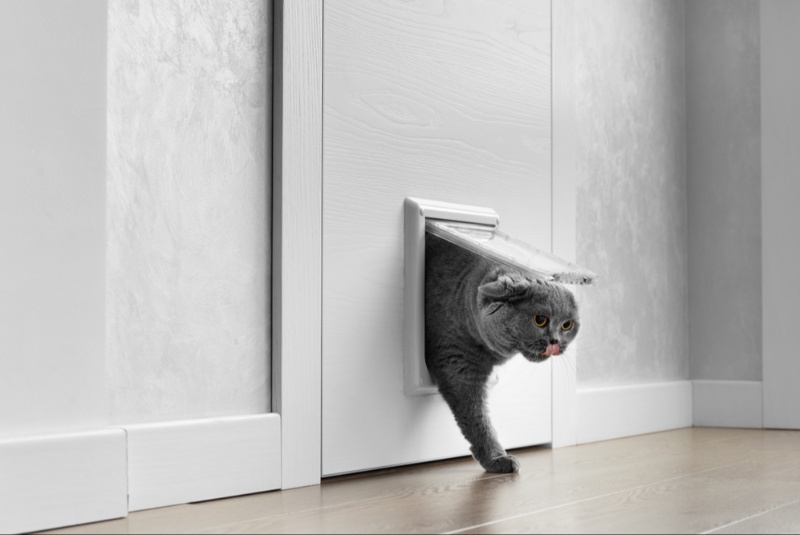 Should You Upgrade Your Door to Include a Pet Door?